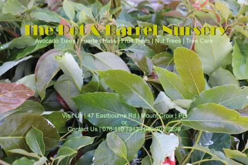 Pinkerton Avocado Tree