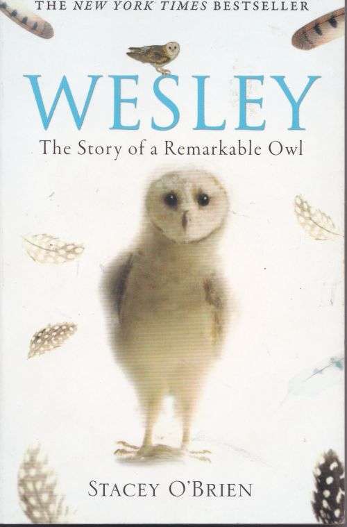 WESLEY: THE STORY OF A REMARKABLE OWL by Stacey O'Brien