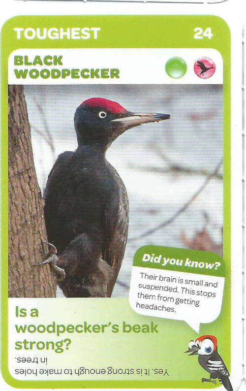 "SUPER ANIMALS" - PICK&PAY TRADING CARD COLLECTION - CARD 24