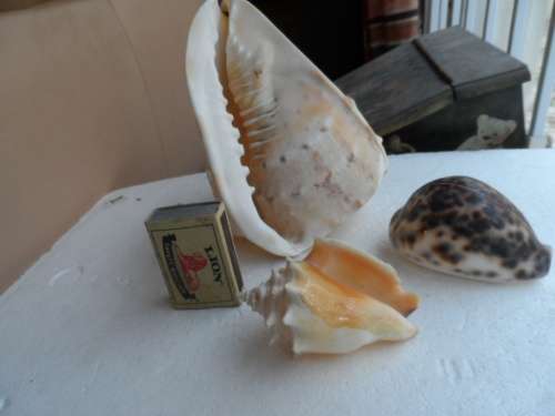 THREE SMALL  CONCH SEASHELLS, ONE BID FOR ALL