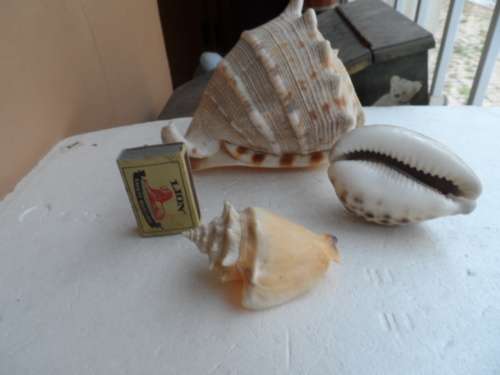 THREE SMALL  CONCH SEASHELLS, ONE BID FOR ALL