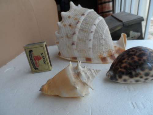 THREE SMALL  CONCH SEASHELLS, ONE BID FOR ALL