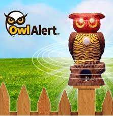 OWL ALERT STATUE