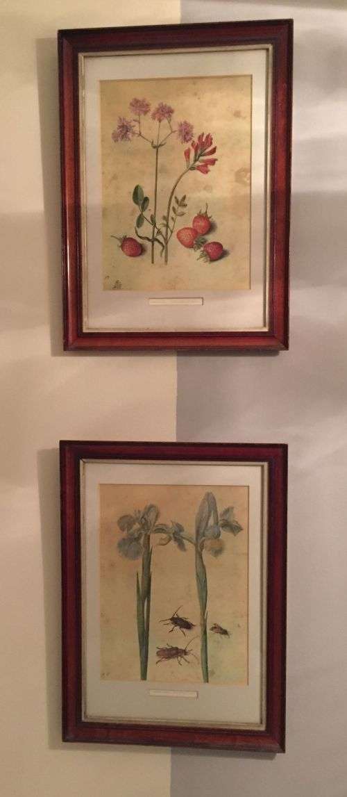 Lovely pair of vintage framed English botanical prints