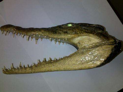REAL Crocodile Head - Pricing reduced
