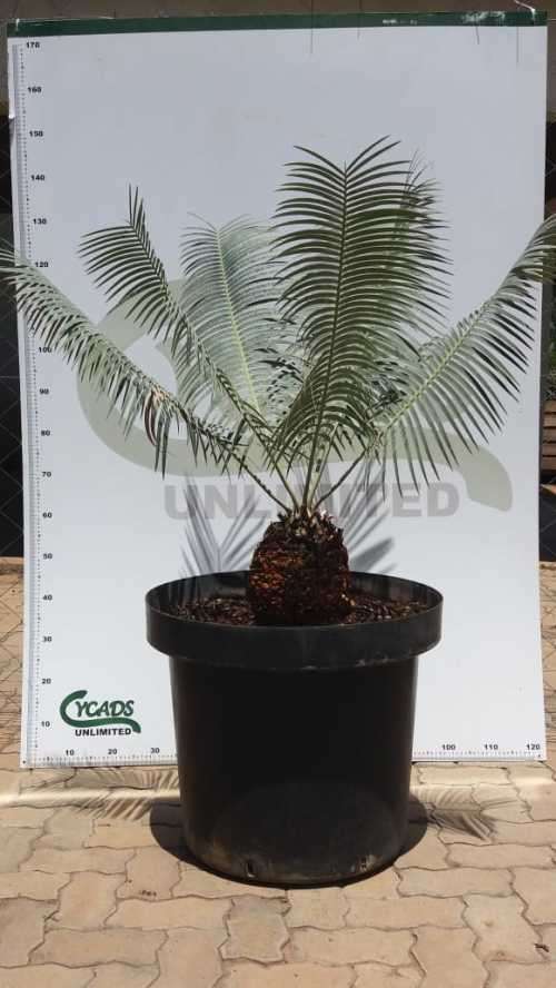 Encephalartos inopinus