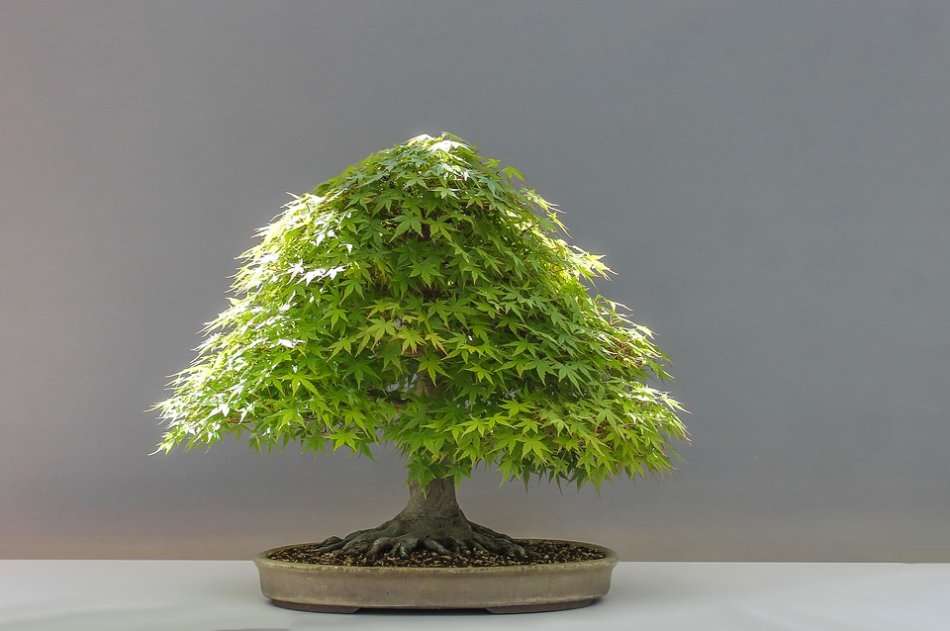 Growing Bonsai