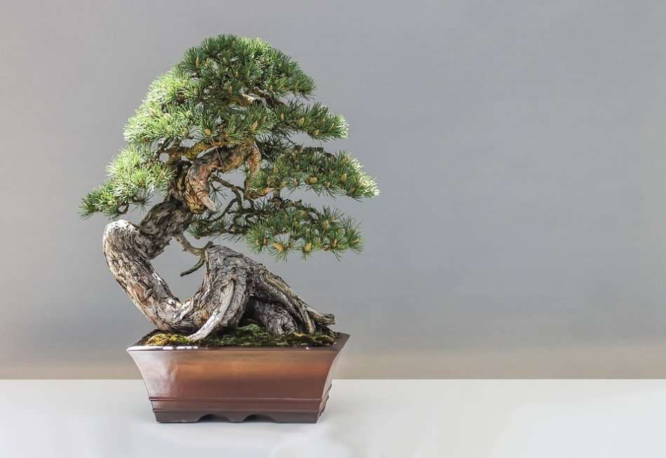 Growing Bonsai