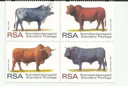 1997 - SA Indigenous cattle