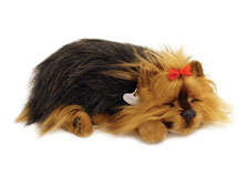 Perfects Pets - Yorkie