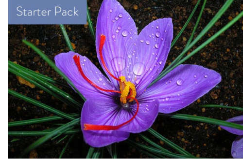 Saffron Starter Pack5 BulbsCrocos Sativus