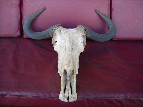 WILDEBEEST SKULL