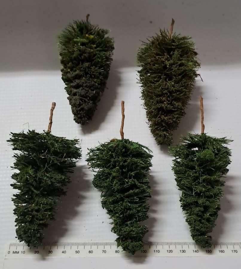 Model Trains HO - Pine Trees (pack of 5)