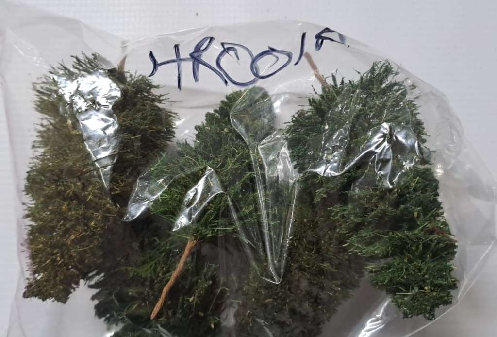 Model Trains HO - Pine Trees (pack of 5)