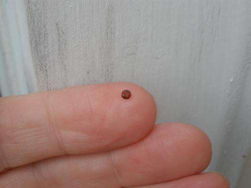 Diamond Round 0.08Cts  2.7 MM VS1 Cognac Red Loose CERTIFIED Diamond