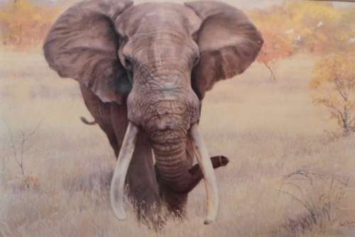 Paul Bosman - Kambaku - Limited edition print - A true classic piece!! With provenance - Bid now!