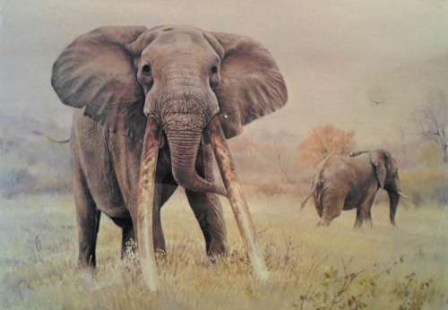 Paul Bosman - Mafunyane - Limited edition print - A true classic piece!! With provenance - Bid now!