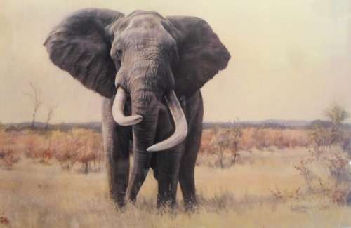 Paul Bosman - Ndlulamithi - Limited edition print - A true classic piece!!  Bid now!