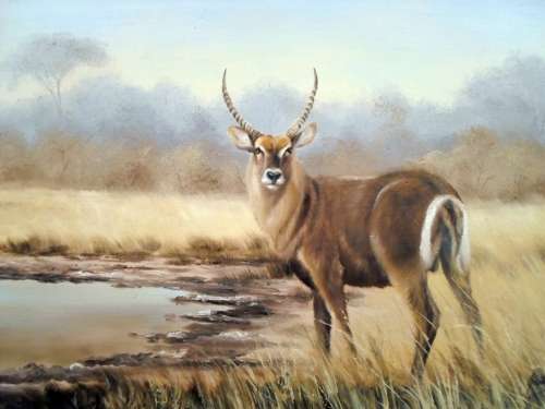 Grant Hacking - Waterbuck - Investment art at its finest! Bid now!