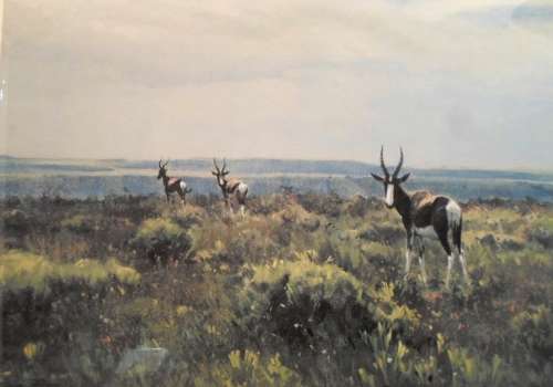 Dino Paravano - Bontebok - A stunning limited edition print - Bid now!!