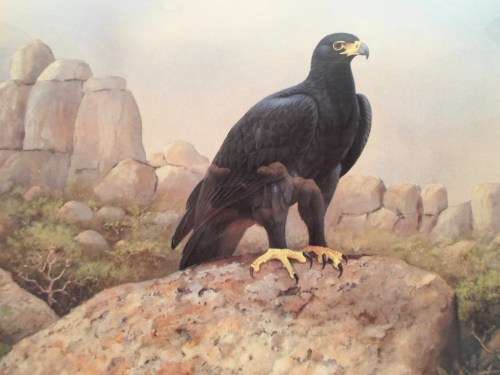 Graeme Arnott - Black eagle