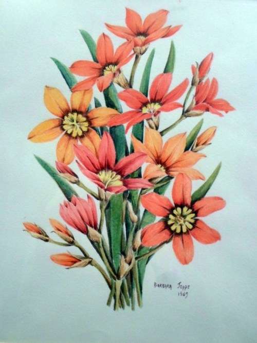 Barbara Jeppe - Botanical study - A beautiful painting! - Giveaway price, bid now!