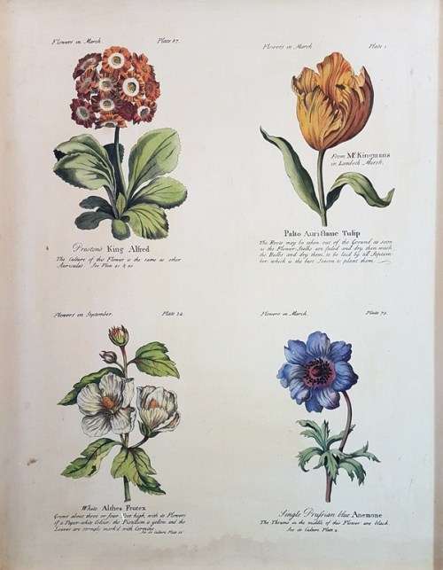 Floral print - Tulip, King Alfred, Anemone and Alchea Frutex -  Bid now!