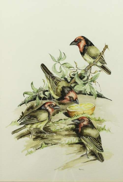 E Sparrow - Birds eating - A beauty! - Low price! - Bid now!