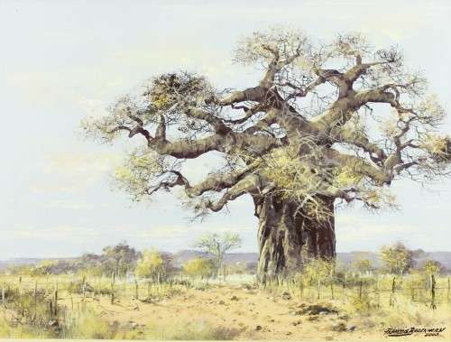 Francois Badenhorst - Baobab - A stunning painting!! Bid now