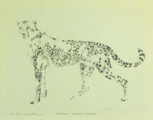 Clive Walker - Cheetah - Beautiful! - Low price, bid now!!