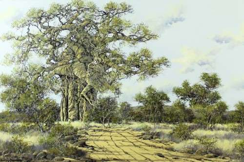 Francois Badenhorst - Large Baobab - A stunning painting!! 90cm x 59cm - Bid now!! *Free courier!