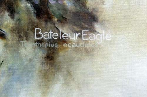 Vic Guhrs - Bateleur Eagle - A stunning oil painting! Invest now!! 100cm x 57cm - Bid now!