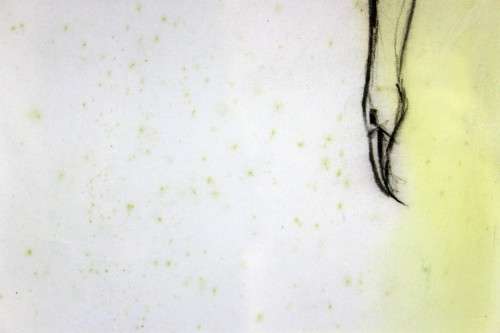 M Costello - Abstract birds - A beautiful mixed media painting! Invest now!!