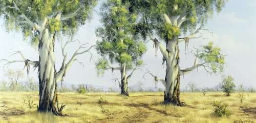 Rob MacIntosh - Eucalyptus trees in a landscape - A beautiful painting!! Bid now!