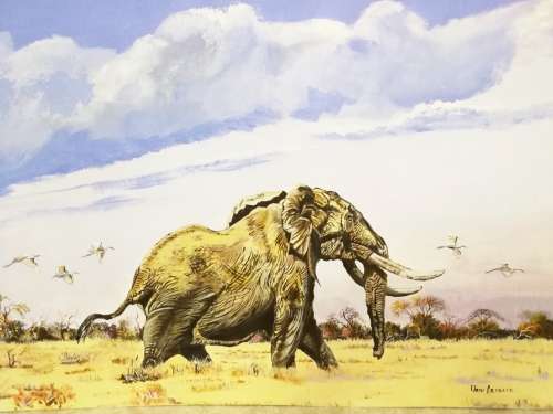 Faan Grobler - Elephant - Magnificent investment art!! - Bid now!