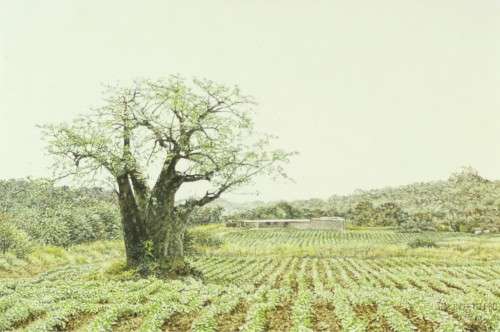 JH Coetzee - Baobab tree in the field - A beautiful painting!! Bid now!