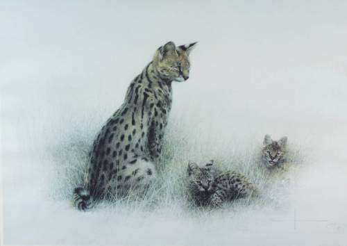 Henk Vos - Serval cat and cubs - A beautiful print!! Bid now!