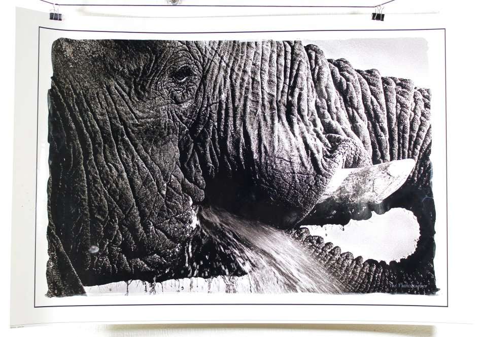 The Photographer - Large photograph - Elephant close-up - Beautiful! - Bid now!!