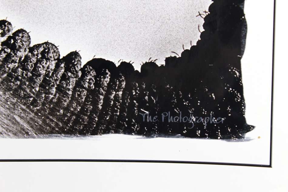 The Photographer - Large photograph - Elephant close-up - Beautiful! - Bid now!!