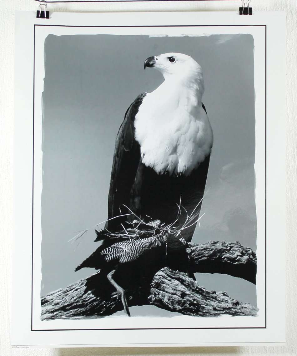 The Photographer - Photograph - Eagle - Beautiful! - Bid now!!
