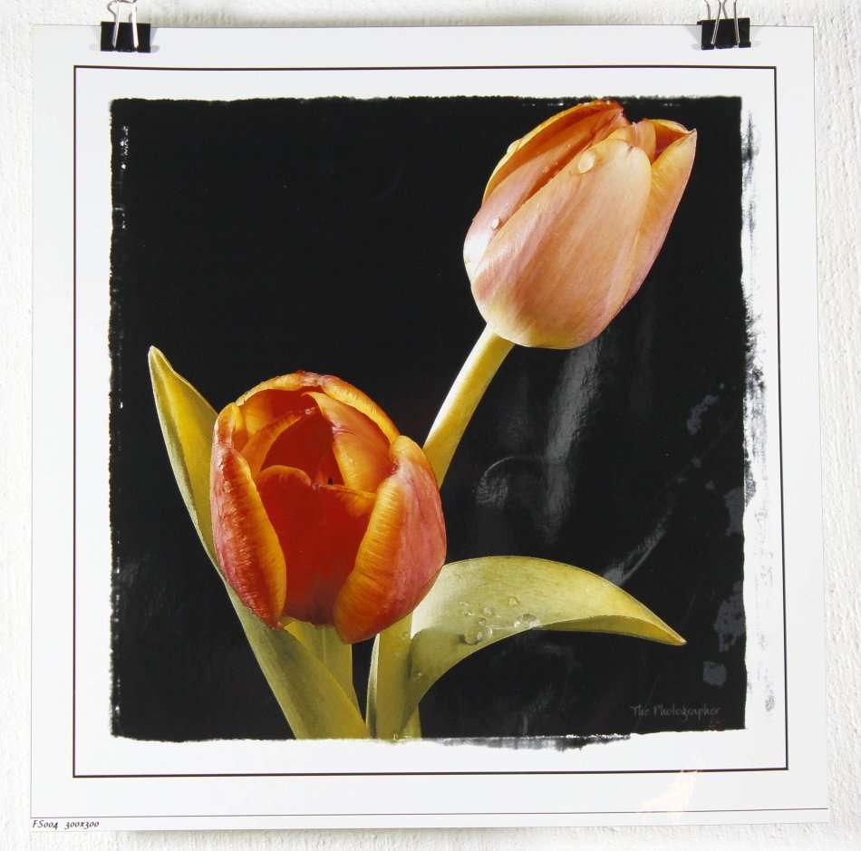 The Photographer - Photographs - Set of 4 flower still life's - Beautiful! - Bid now!!