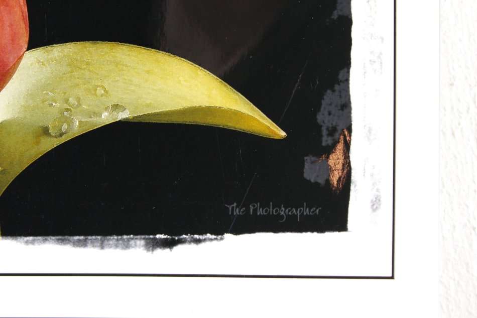 The Photographer - Photographs - Set of 4 flower still life's - Beautiful! - Bid now!!