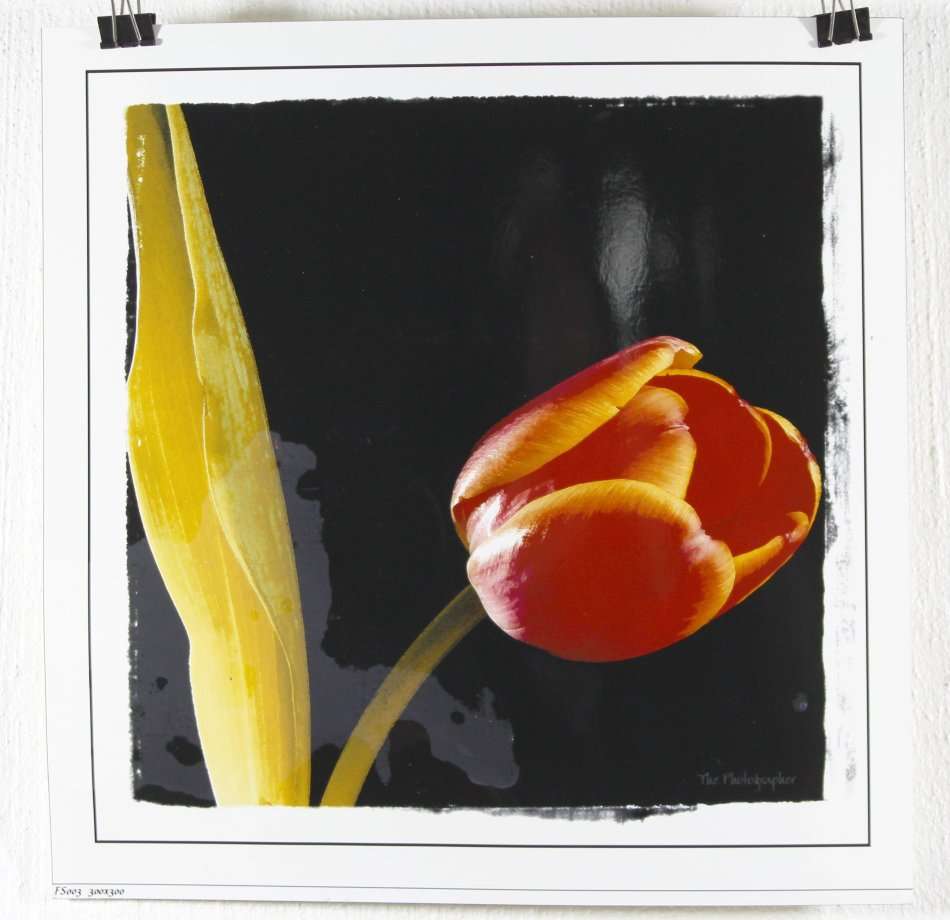 The Photographer - Photographs - Set of 4 flower still life's - Beautiful! - Bid now!!