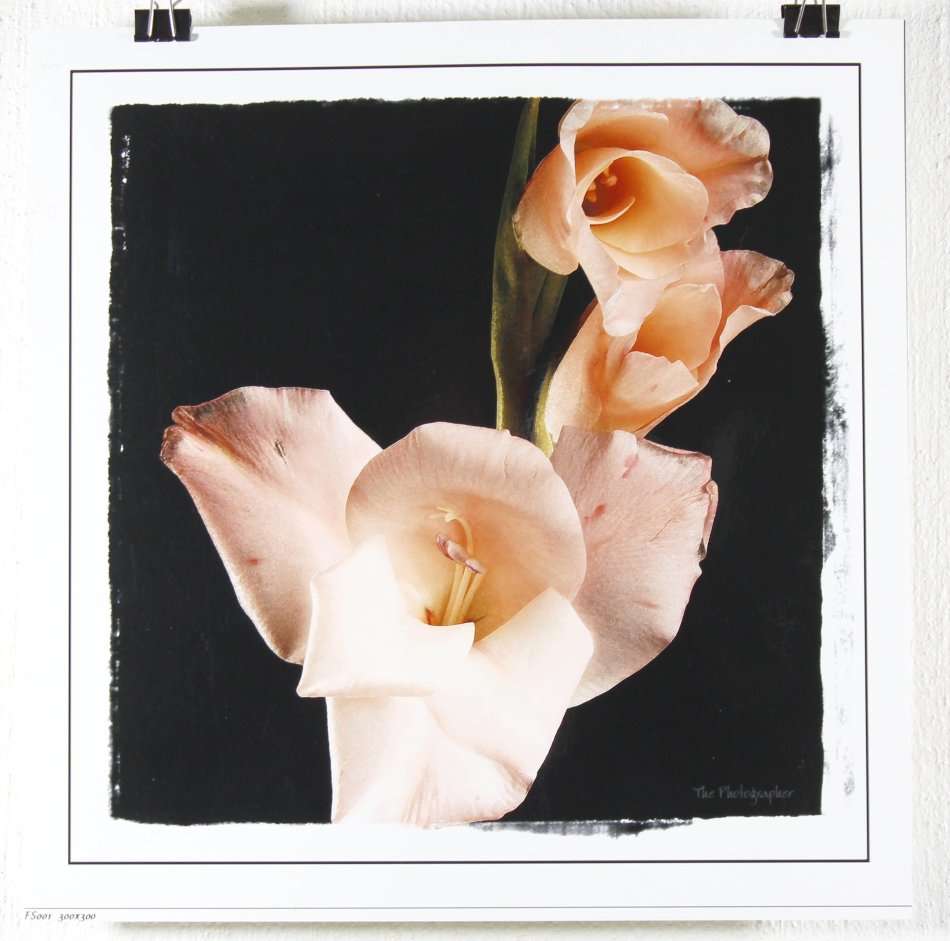 The Photographer - Photographs - Set of 4 flower still life's - Beautiful! - Bid now!!