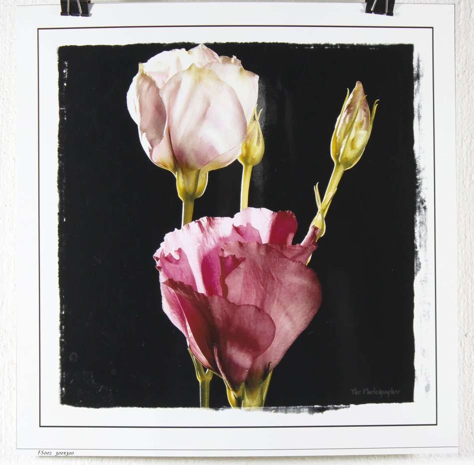 The Photographer - Photographs - Set of 4 flower still life's - Beautiful! - Bid now!!