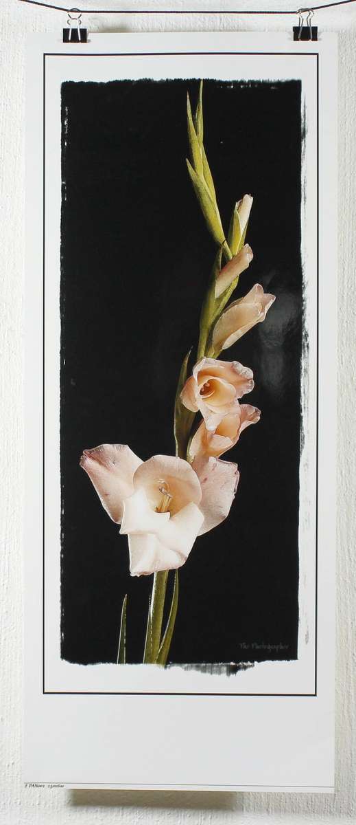 The Photographer - Photograph - Flowers on a stem - Beautiful! - Bid now!!