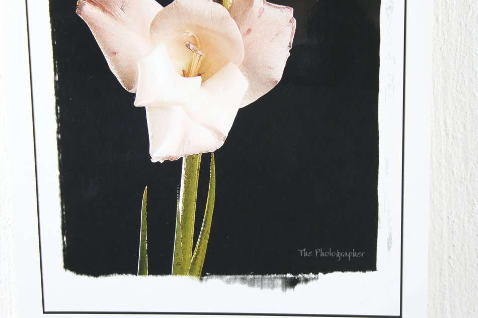 The Photographer - Photograph - Flowers on a stem - Beautiful! - Bid now!!