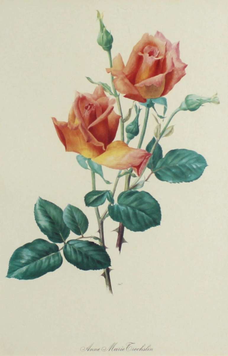 Anne Marie Grechslin - Rose print