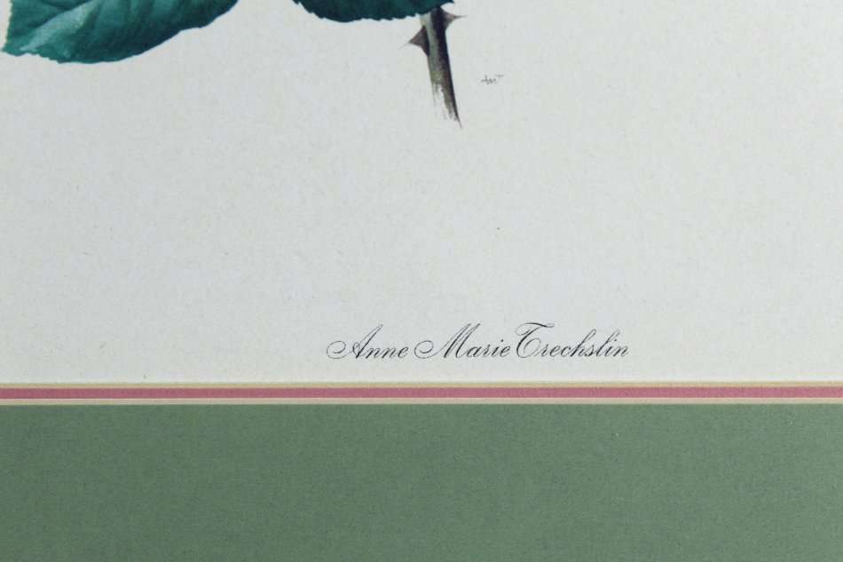 Anne Marie Grechslin - Rose print