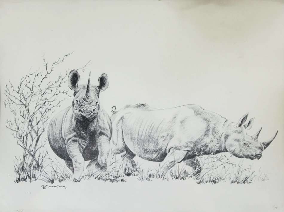 D Cunningham - Rhino's - A little treasure! Bid now!